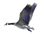 Goosefly
