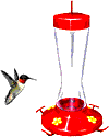 Hummingbird 3