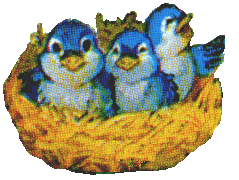 Nest