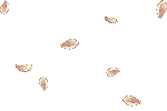 Feather BKGD