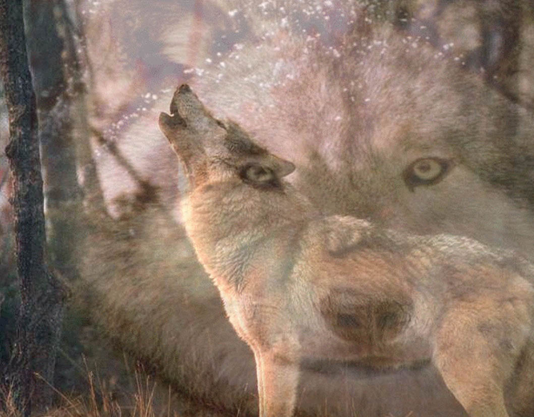 Howling Wolf Wallpaper