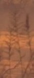Wheatsunsetbackground