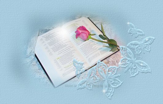 Bible NButterflys