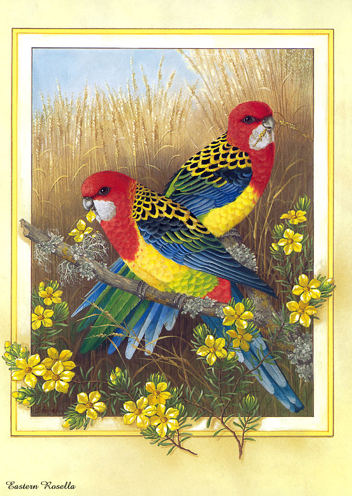 Birds Australian