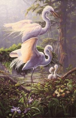 Birds Egrets