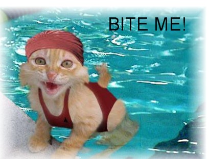 Bite Me Cat