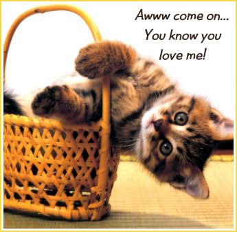Card Love Me Kitty