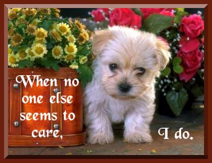 Cards ICare Puppy