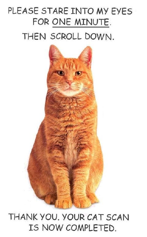 Cat Scan