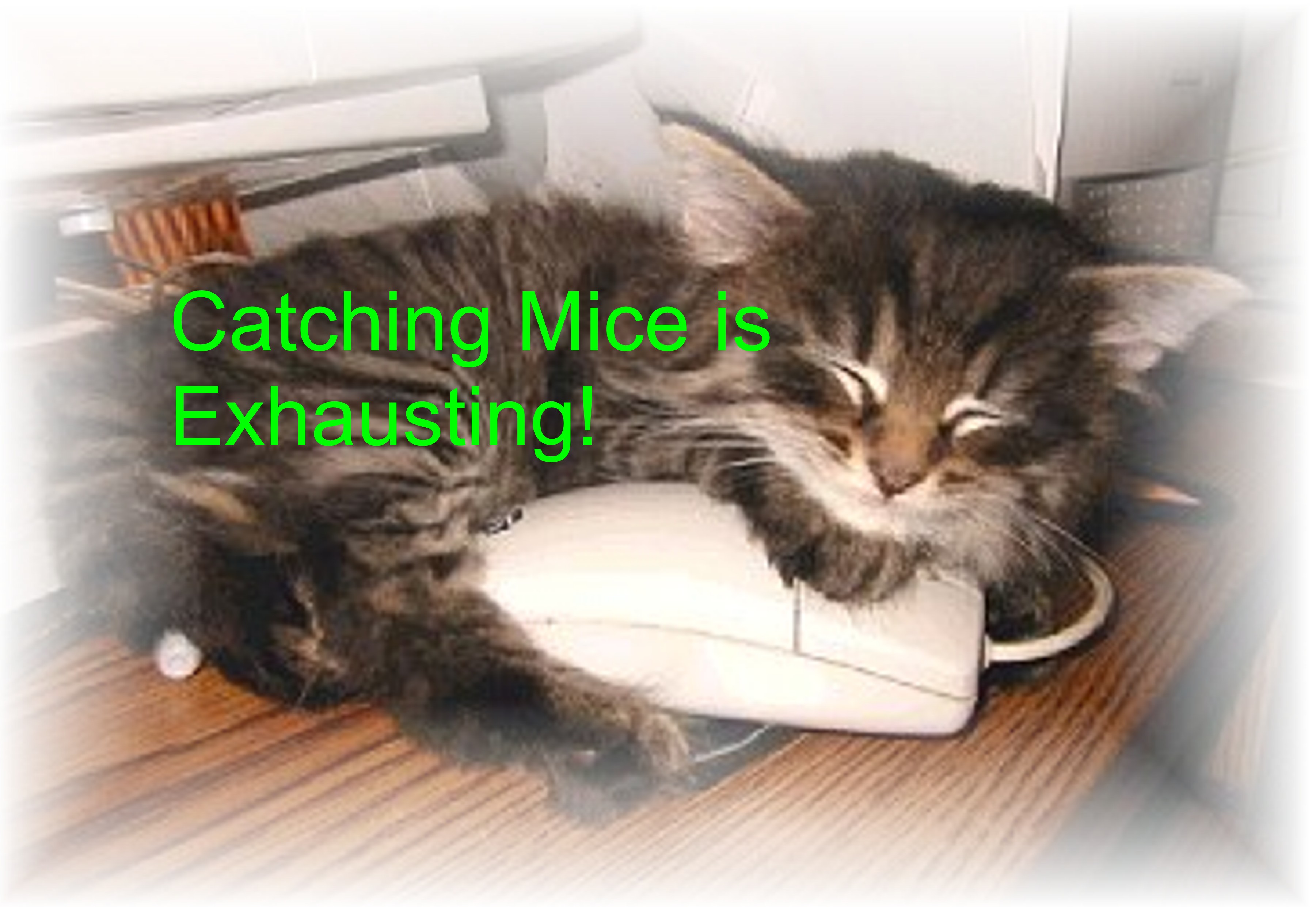 Catching Mice