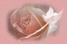 Dove Rose