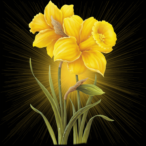 Flowers Daffodils