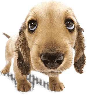 Nosy Dog