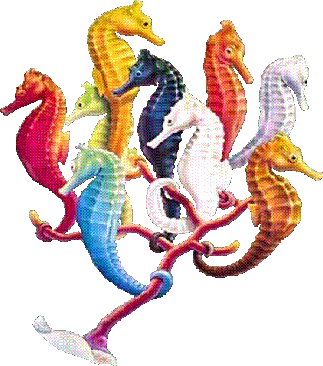 Seahorse Bouquet