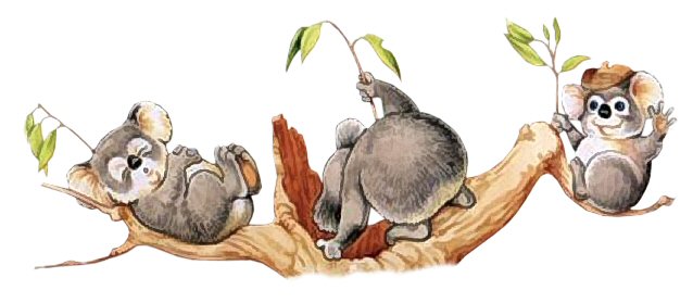 Sleepy Koalas