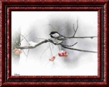 Winterchick