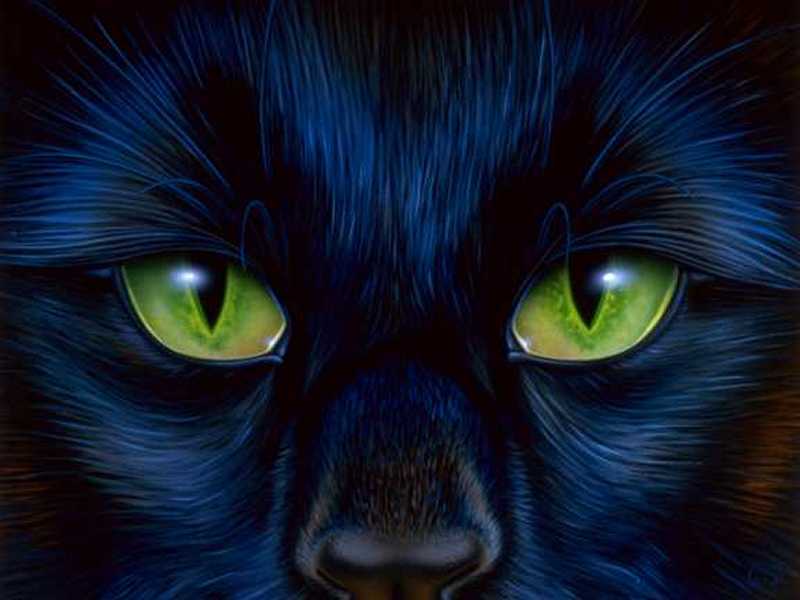 Huge Cat Eyes