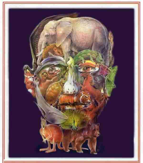 Animal Face