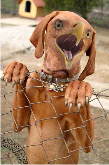 Bird Dog