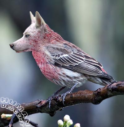 Cardinal Dog