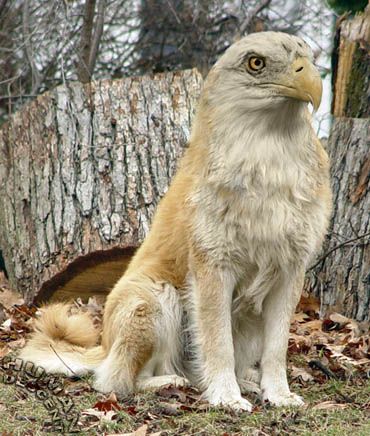 Eagle Dog