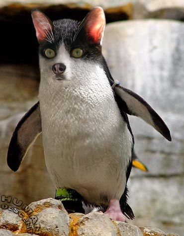 Penguin Dog