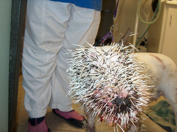 Pit Bullvs Porcupine