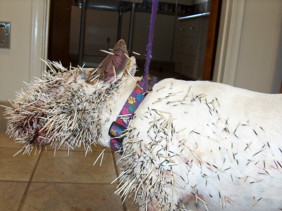 Pit Bullvs Porcupine (2)