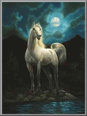 Animal White Stallion 2
