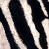 BGZebra