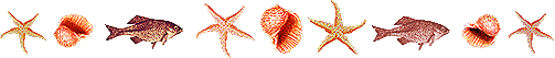 Bar Seashell Fish