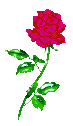 Rose Simple Rd