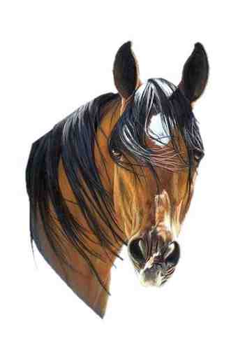 Animal Horse Head