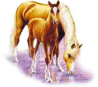 Animal Horses At Water