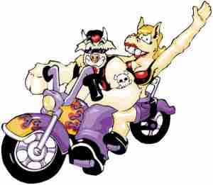Animals Biker Cows