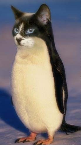 Animals Cat Penguin