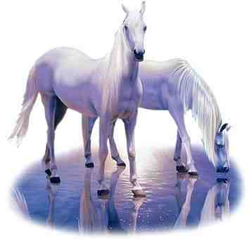 Animals Horses White Water