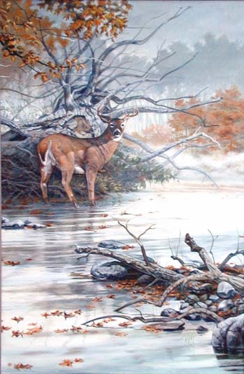 Animals White Tail Deer Creek