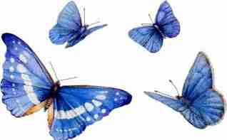 Butterflies Blue 2