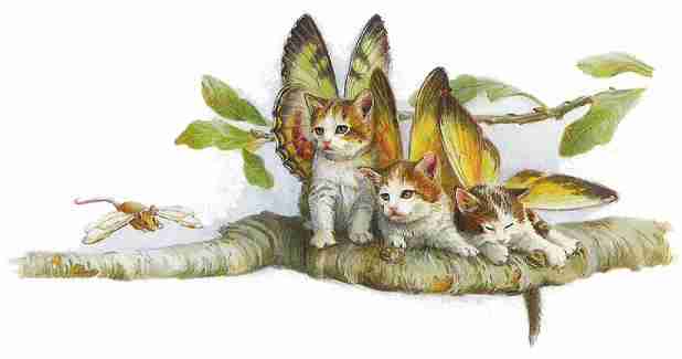 Butterfly Kittens