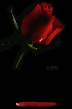 Dripping Blood Red Rose