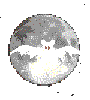 Halloween Moon Bat 2