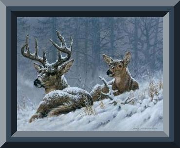 Animals Deer in Winter