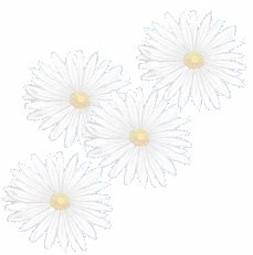 Bk Gd Daisy White