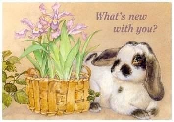 Cards Bunny Whats New