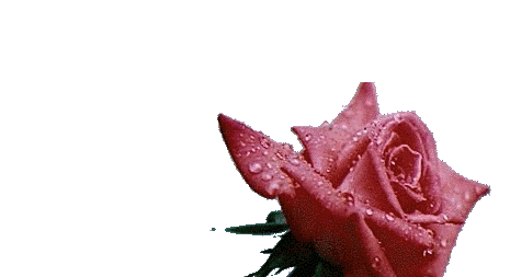 Cards Cherish Friendship Rose