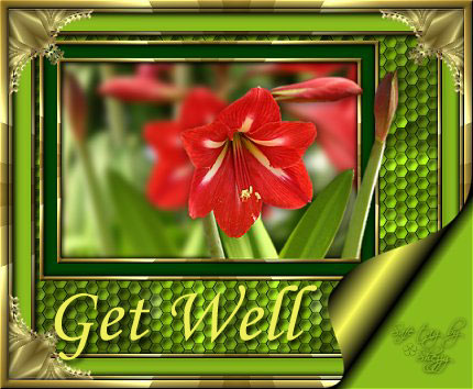 Cards Get Well Red Amirillis