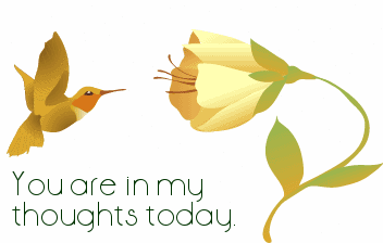 Cards in My Thoughts Hum Bird