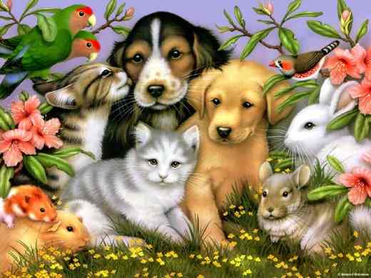 Animals Galore
