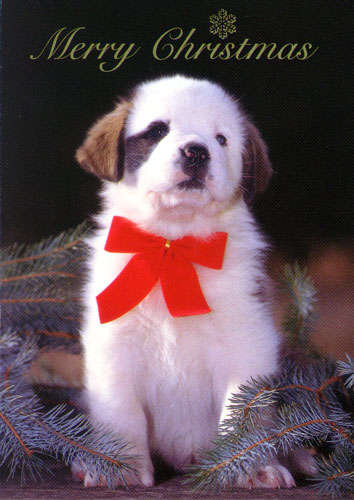 Cards MCPuppy
